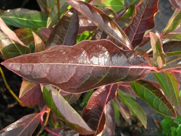 Viburnum nudum - Nakenolvon