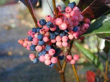 Die Früchte des Amerikanischen Schneeballs verfärben sich von rosarot zu blau.