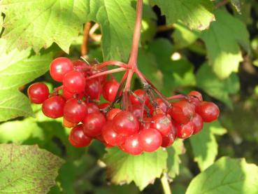 Skogsolvon - Viburnum opulus