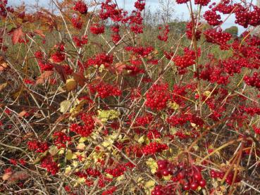 Rote Beeren des Gewöhnlichen Schneeballs im Herbst.