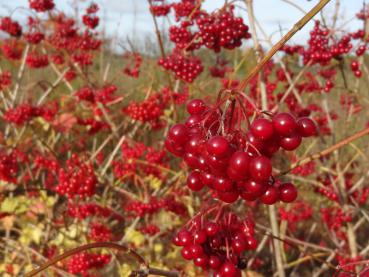 Vögel lieben die roten Früchte des Viburnum opulus