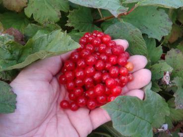 Roter Beerenschmuck im Herbst bei Viburnum opulus