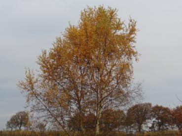 Vårtbjörk - Betula pendula