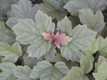 Viburnum opulus Nanum - Zwerg-Schneeball