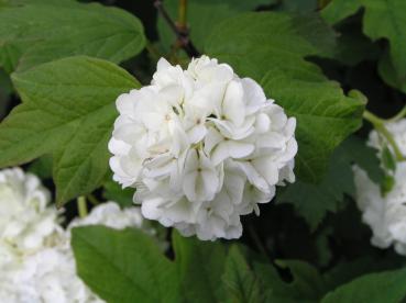 Echter Schneeball - weißer Blütenball