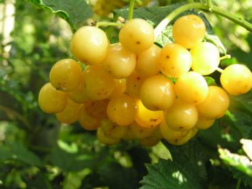 Viburnum opulus Xanthocarpum - Gelbfruchtiger Schneeball