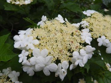Trugdolde mit weißen Scheinblüten - Gelbfruchtiger Schneeball