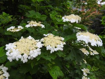 Viburnum opulus Xanthocarpum - weiße Blüten im Mai