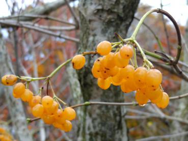 Viburnum opulus Xanthocarpum