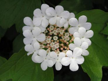 Gelbfruchtiger Schneeball - weiße Blüten