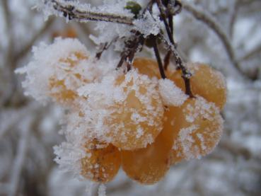 Auch noch zu den ersten Frösten attraktiv: Viburnum opulus Xanthocarpum