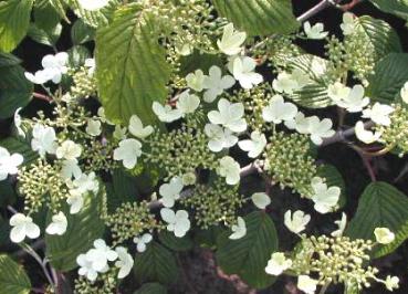 Japanischer Schneeball Mariesii - Viburnum plicatum Mariesii