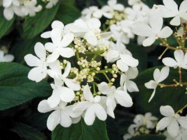 Japanskt olvon - Viburnum plicatum tomentosum