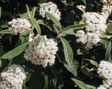 Viburnum rhytidophyllum - Runzelblättriger Schneeball