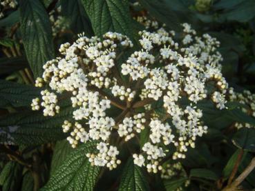 Viburnum rhytidophyllum mit Blüten im Mai/Juni