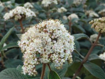 Blüte des Runzelblättrigen Schneeball