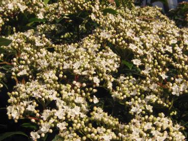 Lorbeer-Schneeball - ein Blütenmeer im Frühjahr