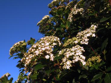 Die Blütenpracht des Viburnum tinus