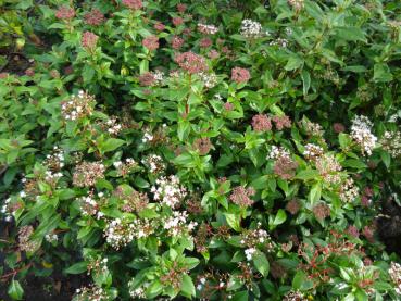 Knospige Blüten von Viburnum tinus