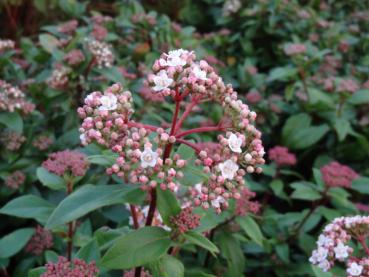 Blüte von Viburnum tinus im knospigen Zustand