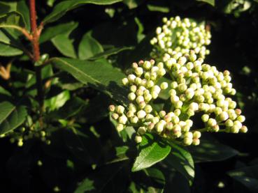 Lorbeer-Schneeball - Knospen