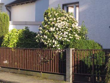 Ein ausgewachsener Viburnum tinus in voller Blüte