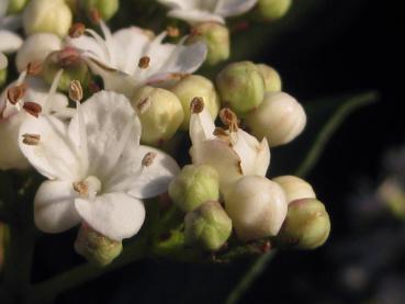 Nahaufnahme einer Blüte des Viburnum tinus