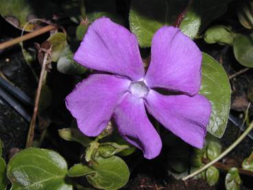 Großblättriges Immergrün - Vinca major