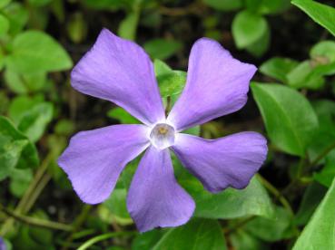 Großblättriges Immergrün - große veilchenblaue Blüte