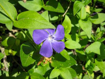 Blauviolette Blüte - Großes Immergrün