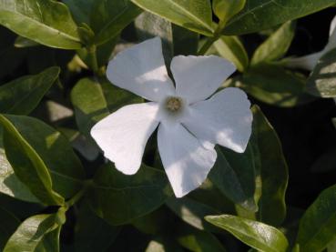 Weißblühendes Immergrün - weiße Blüte