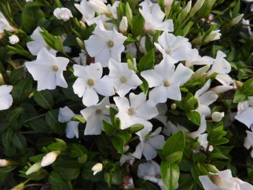 Weiße Blüten der Vinca minor Alba