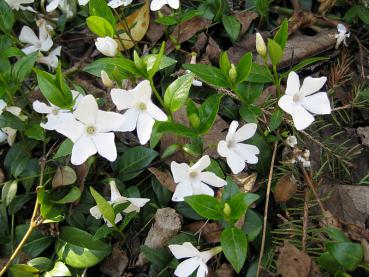 Weißblühender Bodendecker - Weiße Vinca