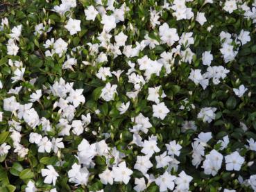 Vinca minor Alba