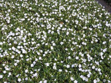 Vinca minor Alba