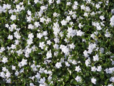 Vinca minor Alba