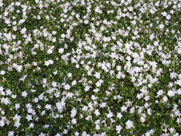 Vinca minor Alba