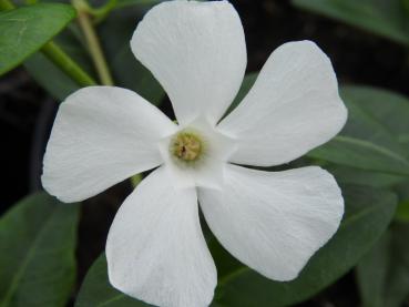 Weiße Blüte des weißblühenden Immergrüns