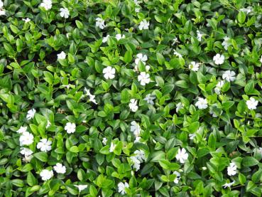 Vinca minor Alba als weißblühender Bodendecker