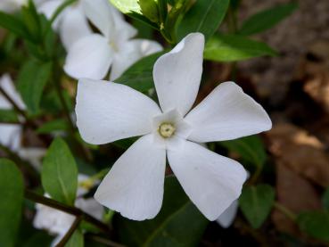 Die weißen Blüten der Vinca minor Alba erscheinen schon im April.