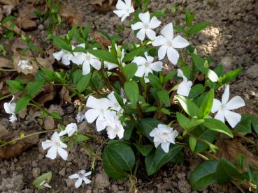 Weißblühende Schattenpflanze - Vinca minor Alba