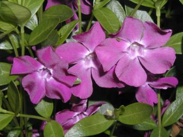 Violettblühendes Immergrün - rotlila Blüten im Mai