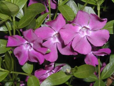 Vinca minor Atropurpurea - Vintergröna Atropurpurea