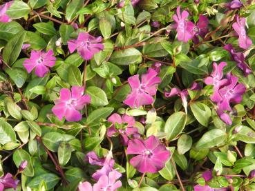 Vinca minor Rubra