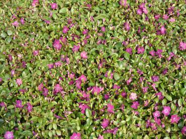 Vinca minor Rubra