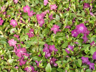 Vinca minor Rubra