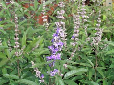 Kyskhetsträd - Vitex agnus-castus