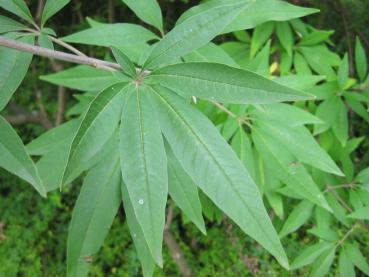 Siebenteiliges Blatt des Vitex agnus-castus