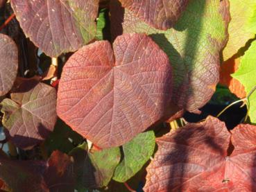 Vitis coignetiae - Scharlach-Rebe