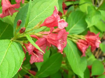 Weigela Bristol Ruby - Weigelie Bristol Ruby